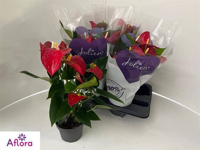 <h4>ANTHU AN BAMBINO RED</h4>