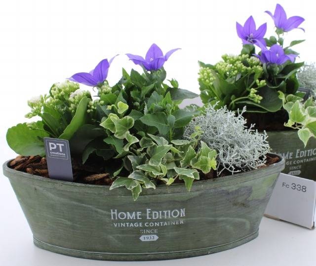 <h4>ARR TUINPLANTEN</h4>
