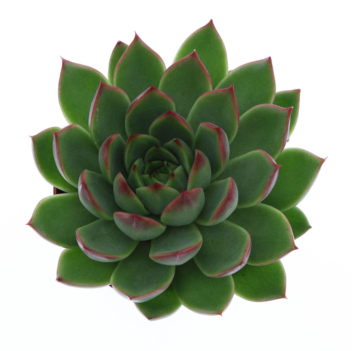 <h4>Echeveria   ...</h4>