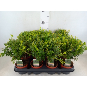 Myrsine africana