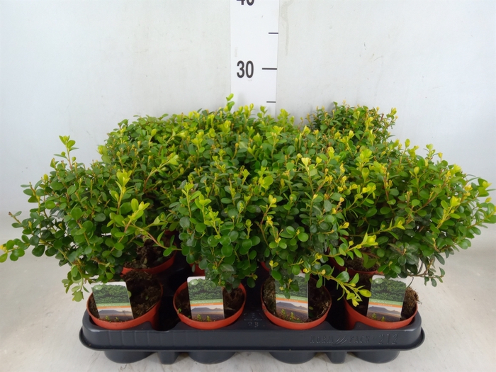 <h4>Myrsine africana</h4>