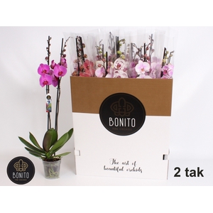 PHAL GEM 8 KL