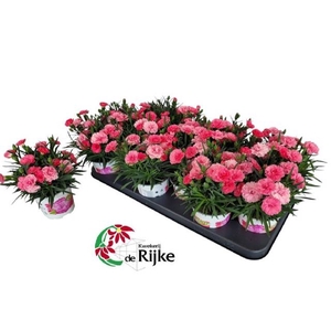 DIANTHUS I LOVE U P10