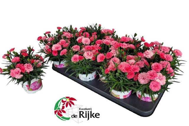 <h4>DIANTHUS I LOVE U P10</h4>