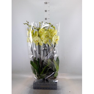 Phalaenopsis  'Golden Coin'