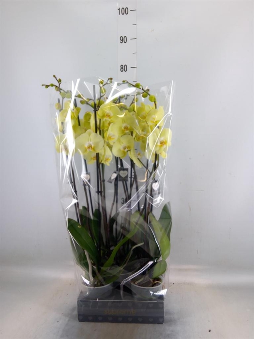 <h4>Phalaenopsis  'Golden Coin'</h4>