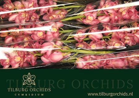 <h4>Cymb T Kiwi Sue</h4>