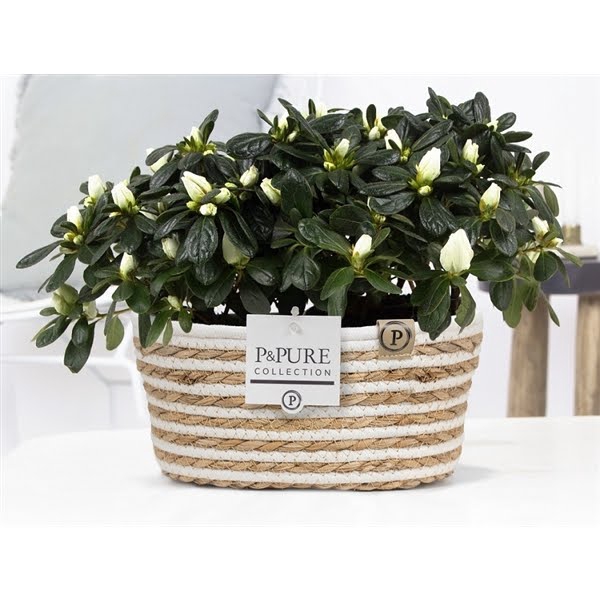 <h4>1st class Azalea white (x2) in P&PURE Fieldbasket 7</h4>