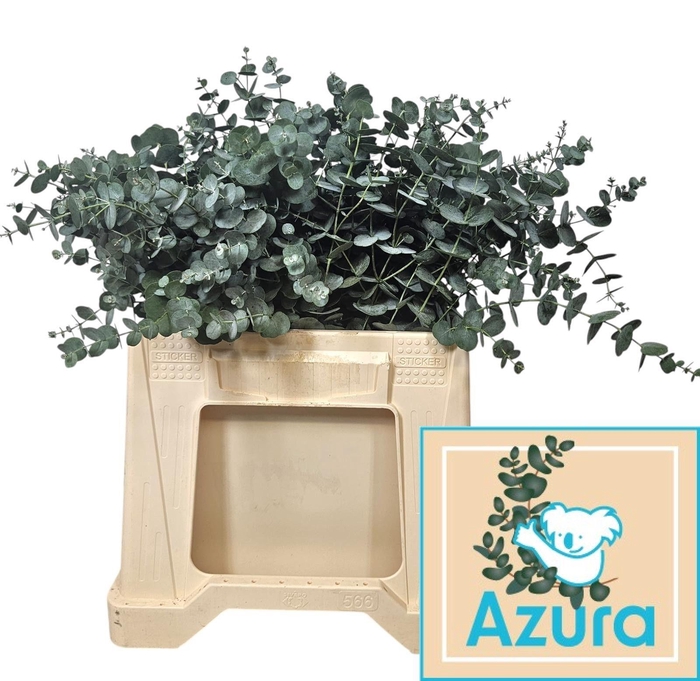 <h4>EUCA GU AZURA</h4>