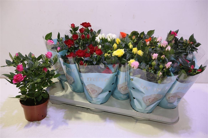 <h4>Ro B Monde Gem</h4>