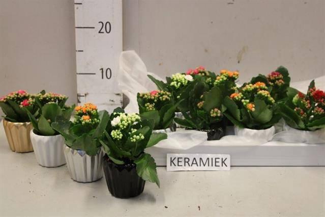 <h4>ARR KALANCHOE</h4>