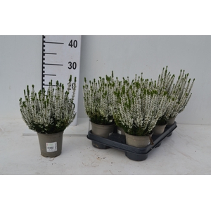 CALLU BL VERENKA