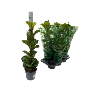 FICUS LYRATA BAMBINO