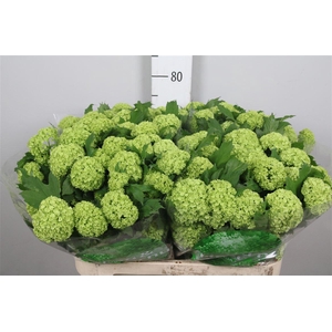 Viburnum Roseum St 2+