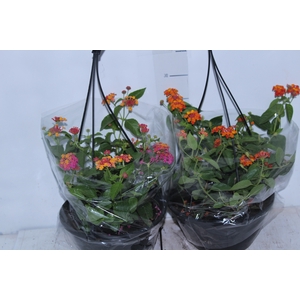 LANTANA C21