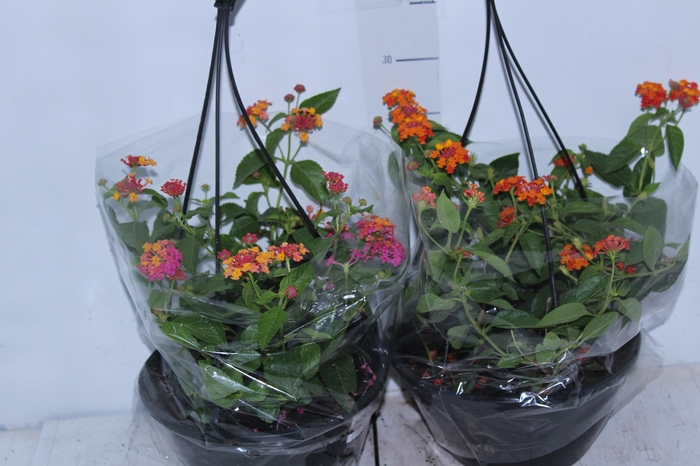 LANTANA C21