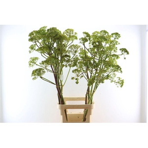 Ferule Seed 135cm P Stem