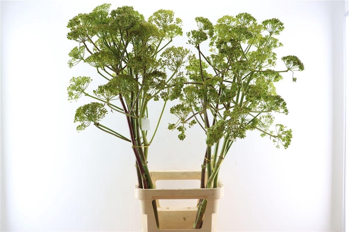 <h4>Ferule Seed 135cm P Stem</h4>