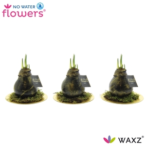 Hipp Waxz Antiquez Golden Dish