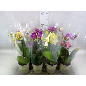 Phalaenopsis   ...mix