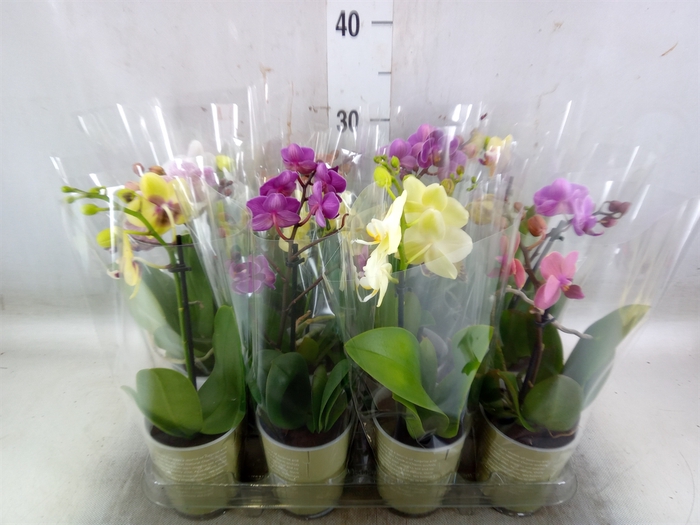 <h4>Phalaenopsis   ...mix</h4>