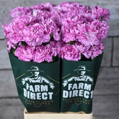 <h4>Dianthus ST 'Yukari Scuro'</h4>