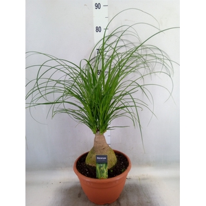 Beaucarnea recurvata