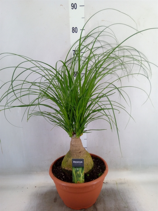<h4>Beaucarnea recurvata</h4>