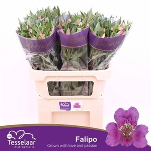 Alstr Falipo
