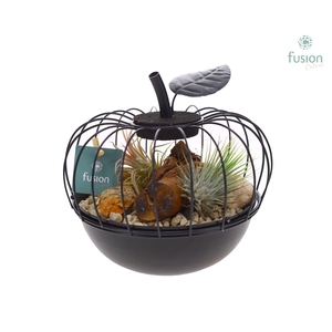 Metaal appel zwart Small met Tillandsia Air Plants