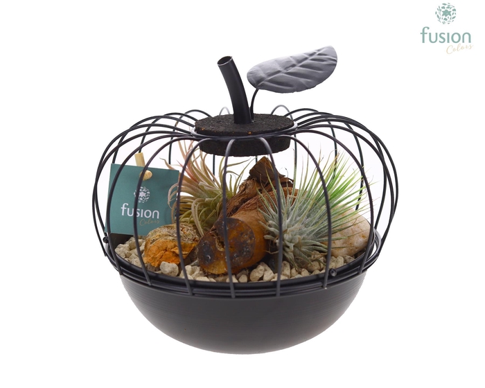 <h4>Metaal appel zwart Small met Tillandsia Air Plants</h4>