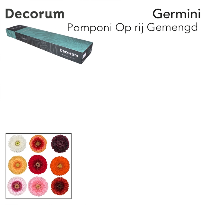 <h4>Germini Pomponi Mix Pomponi  Doos</h4>