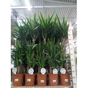 Yucca