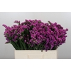 Limonium sinuatum Rosa Sun Birds