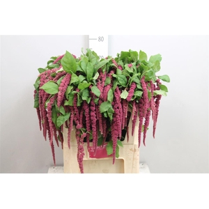 Amar Ca Red Cord