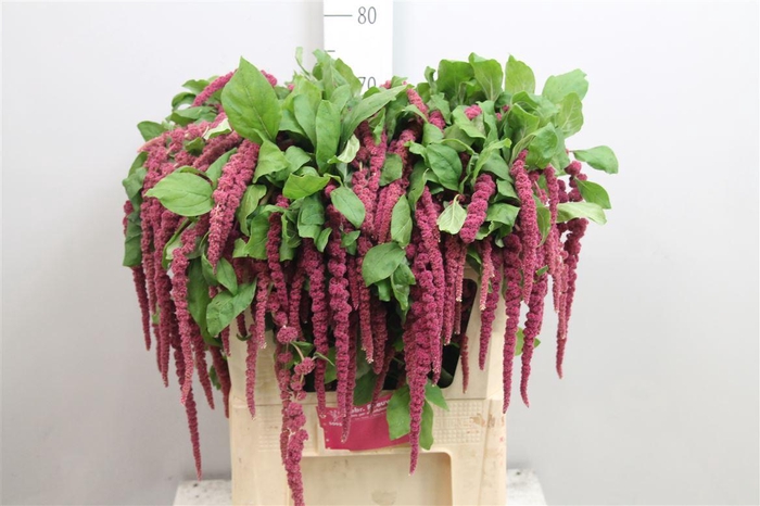 <h4>Amar Ca Red Cord</h4>