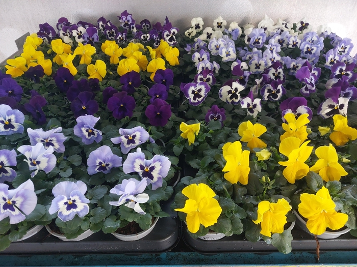 <h4>Vio F1 Hybr Mixk</h4>