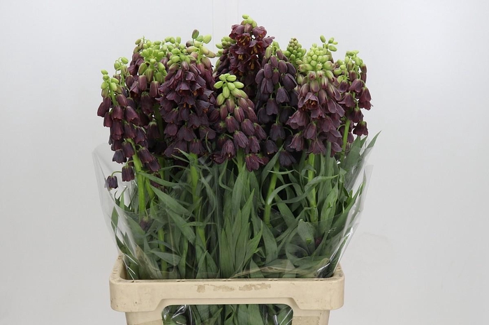 <h4>Fritillaria Persica</h4>