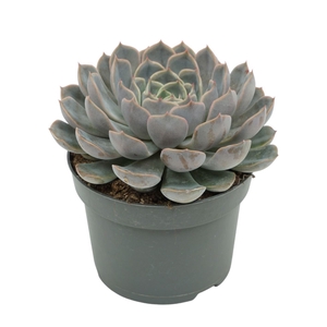 Echeveria  'Orion'