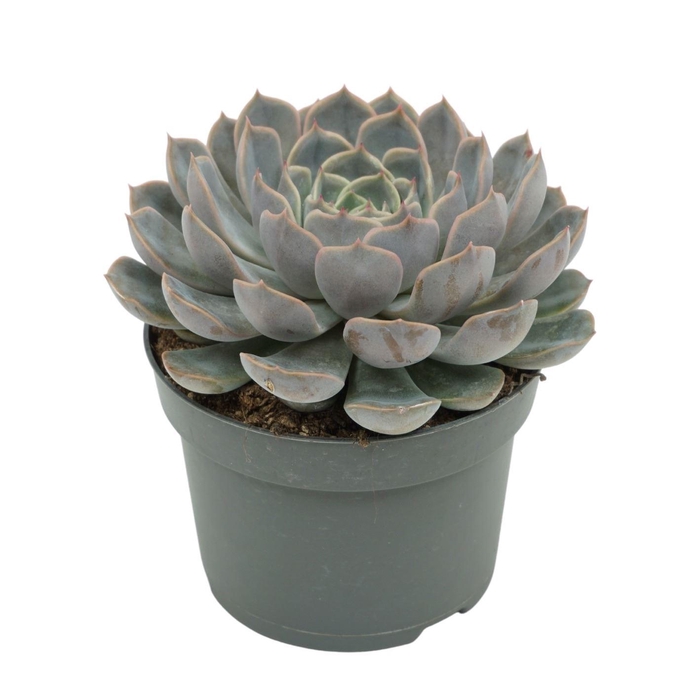 <h4>Echeveria  'Orion'</h4>