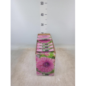 Dahlia   ...flowerbulbs