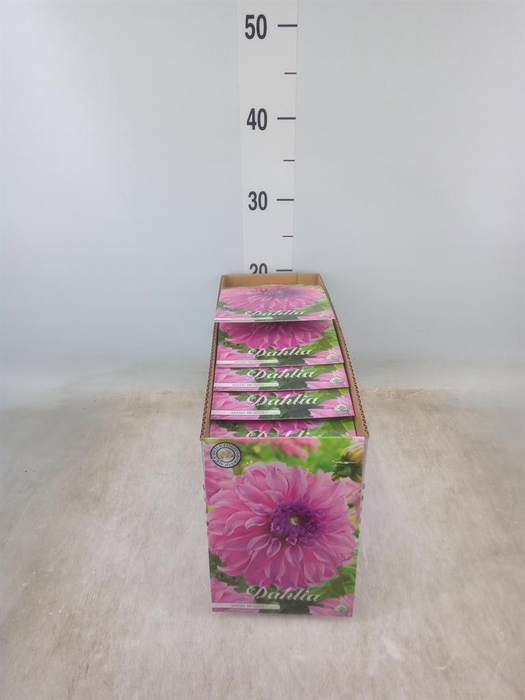 <h4>Dahlia   ...flowerbulbs</h4>