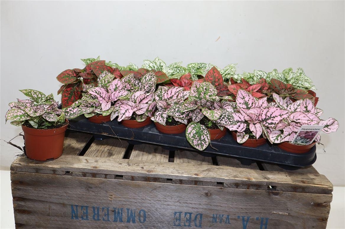 <h4>arr8 Hypoest Gem</h4>