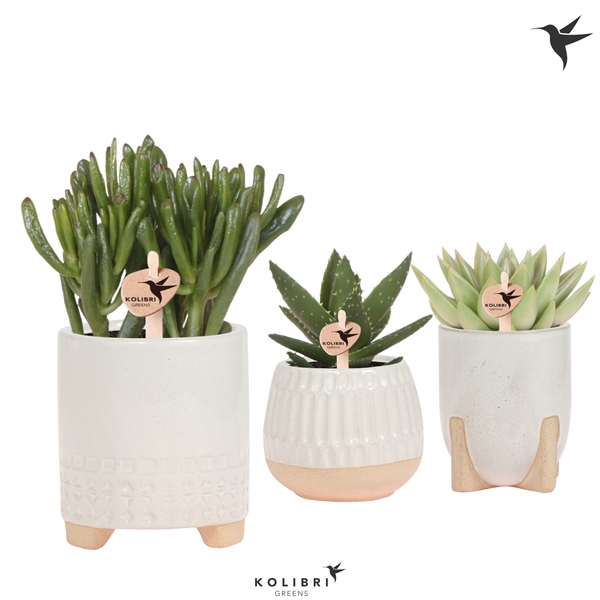 <h4>Kolibri Greens Succulenten mix in Desert pot white</h4>