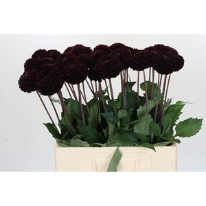 Dahlia Dark Prince