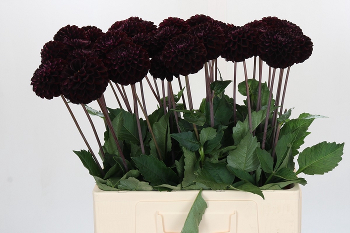 <h4>Dahlia Dark Prince</h4>