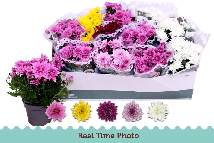 <h4>CHRYS GEM 5 KL</h4>