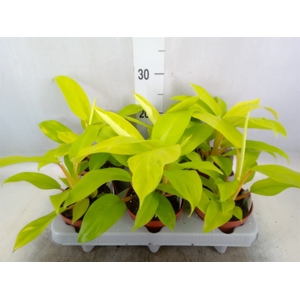 Philodendron  'Malay Gold'