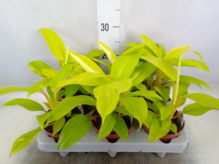 <h4>Philodendron  'Malay Gold'</h4>