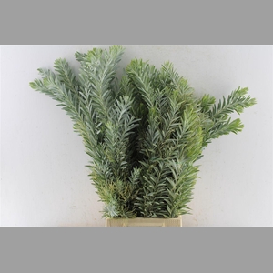 Acacia Luna D'argento